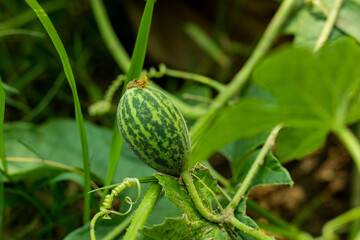 A wild small watermelon is a sweet and refreshing low-calorie