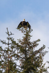 eagle in flight