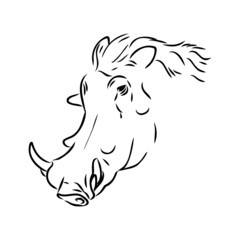 Black and white vector line drawing of a Warthog