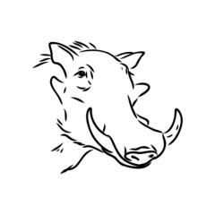 Black and white vector line drawing of a Warthog