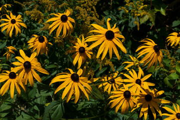 Purpur Sonnenhut, Echinacea purpurea, Blüte im Sommer