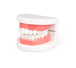 dental model isolated on white background