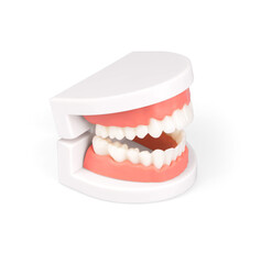 dental model isolated on white background