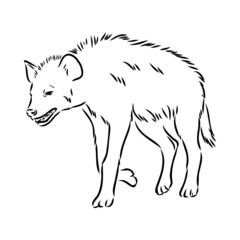 Graphical vintage sketch of hyena ,vector illustration