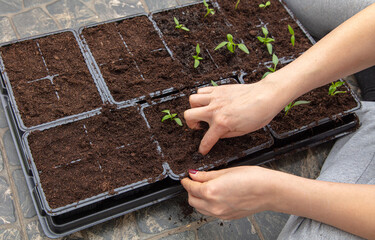 A woman prepares pepper seedlings in the ground for planting in a vegetable garden