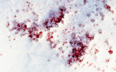 Red blood on the white snow in winter.