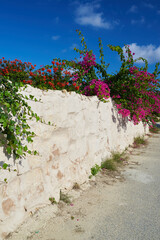 Mediterranean scene, Buganvilla over white painted wall