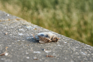 Fallen bird