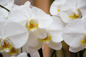 white orchid on a green background