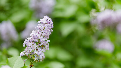 Blooming lilac flowers. Violet lilac flowers in a garden. Spring blossom background on sunny day. Copy space