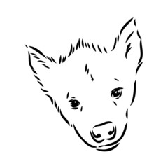 Graphical vintage sketch of hyena ,vector illustration