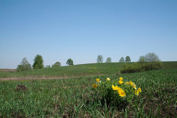 flowers, spring landscape, nature, forest, river, taiga, environment, landscape, flowers, wildflowers, spring flowers, forest flowers
