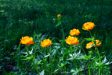 flowers, spring landscape, nature, forest, river, taiga, environment, landscape, flowers, wildflowers, spring flowers, forest flowers