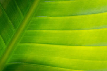 A close-up macro of a banana leaf, the detailed texture of the leaf is clearly visible.  tropical...