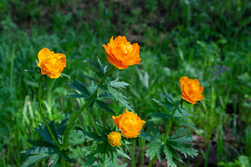 Obraz premium flowers, spring landscape, nature, forest, river, taiga, environment, landscape, flowers, wildflowers, spring flowers, forest flowers