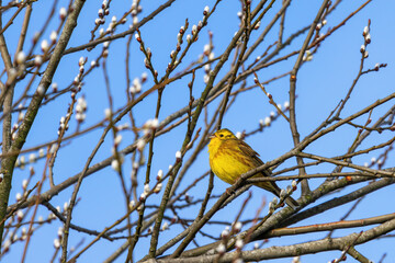 Yellowhammer (Emberiza citrinella) enjoying the winter sunshine
