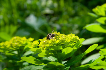 flowers, spring landscape, nature, forest, river, taiga, environment, landscape, flowers, wildflowers, spring flowers, forest flowers