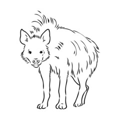 Graphical vintage sketch of hyena ,vector illustration
