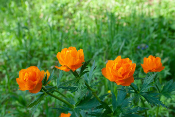 flowers, spring landscape, nature, forest, river, taiga, environment, landscape, flowers, wildflowers, spring flowers, forest flowers