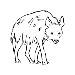 Graphical vintage sketch of hyena ,vector illustration