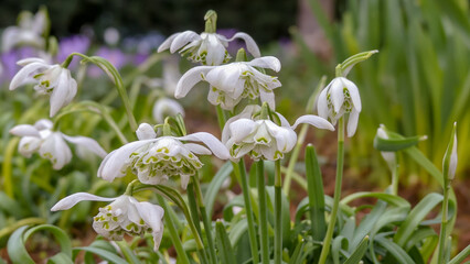 Naturally growing clump of double snowdrops (Galanthus nivalis f. pleniflorus) called Flore Pleno.  Landscape image with space for text) Selective focus on one flowerhead. England. - 489531025