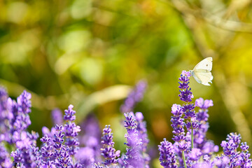 Schmetterling & Lavendel