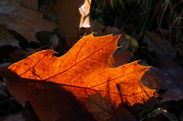 Sycamore leaf decaying in the autumn sunshine