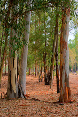 Colourful eucalptus trees with sun streaming through