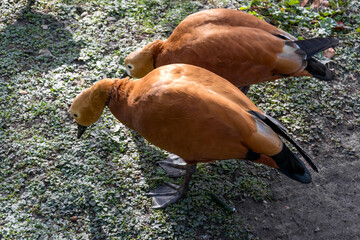A pair Ruddy Shelduck or Brahminy Duck (Tadorna ferruginea)
