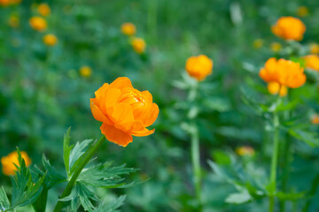 flowers, spring landscape, nature, forest, river, taiga, environment, landscape, flowers, wildflowers, spring flowers, forest flowers