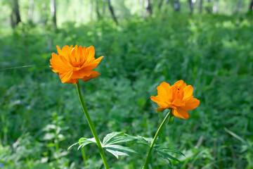 Obraz premium flowers, spring landscape, nature, forest, river, taiga, environment, landscape, flowers, wildflowers, spring flowers, forest flowers