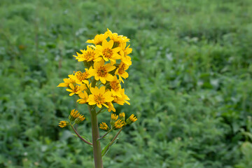 flowers, spring landscape, nature, forest, river, taiga, environment, landscape, flowers, wildflowers, spring flowers, forest flowers