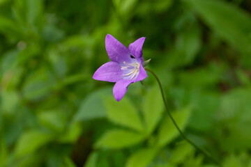 flowers, spring landscape, nature, forest, river, taiga, environment, landscape, flowers, wildflowers, spring flowers, forest flowers