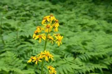 flowers, spring landscape, nature, forest, river, taiga, environment, landscape, flowers, wildflowers, spring flowers, forest flowers