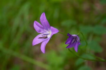 flowers, spring landscape, nature, forest, river, taiga, environment, landscape, flowers, wildflowers, spring flowers, forest flowers