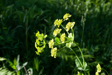 flowers, spring landscape, nature, forest, river, taiga, environment, landscape, flowers, wildflowers, spring flowers, forest flowers