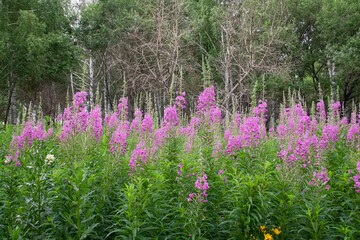 flowers, spring landscape, nature, forest, river, taiga, environment, landscape, flowers, wildflowers, spring flowers, forest flowers