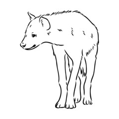 Graphical vintage sketch of hyena ,vector illustration