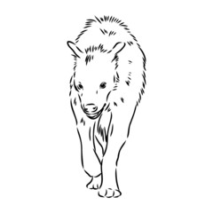 Graphical vintage sketch of hyena ,vector illustration