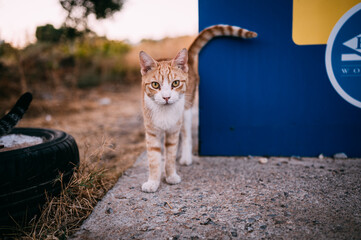 kleine Straßenkatze auf Kreta sucht nach Essen und streicheleinheiten, getigerte kitten sind...