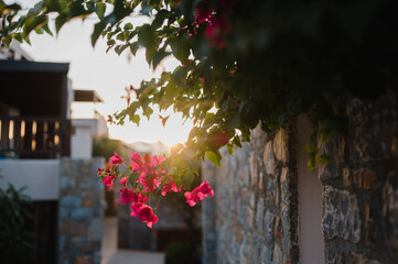 schöne abendliche Stimmung auf der Insel Kreta in einem Urlaubsresort, Hibiskus blüht und leuchtet im Sonnenuntergang