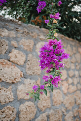 Bougainvillea-Blüten vor einer Natursteinmauer in Griechenland, Urlaub im sonnigen Süden bei voller Blumenpracht