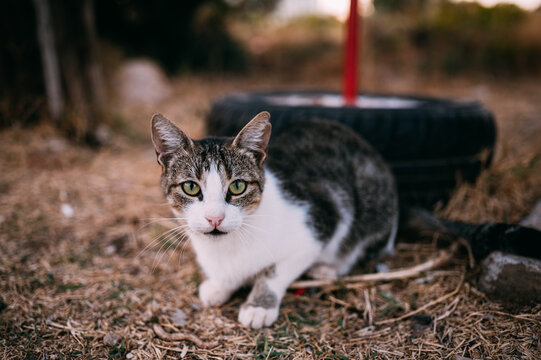 kleine Straßenkatze auf Kreta sucht nach Essen und streicheleinheiten, getigerte kitten sind hungrig