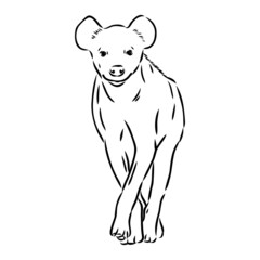 Graphical vintage sketch of hyena ,vector illustration
