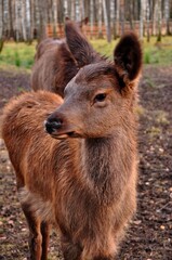 Animals are a traditionally distinguished category of organisms, currently considered as a biological kingdom. Animals are the main object of zoology study.