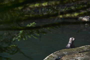water lion in the water on a beautiful sunny day