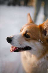 corgi dog outdoors in winter.