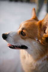 corgi dog outdoors in winter.