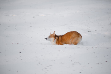 corgi dog outdoors in winter.