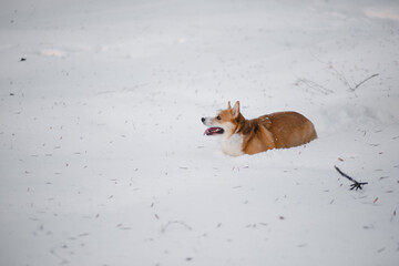 corgi dog outdoors in winter.